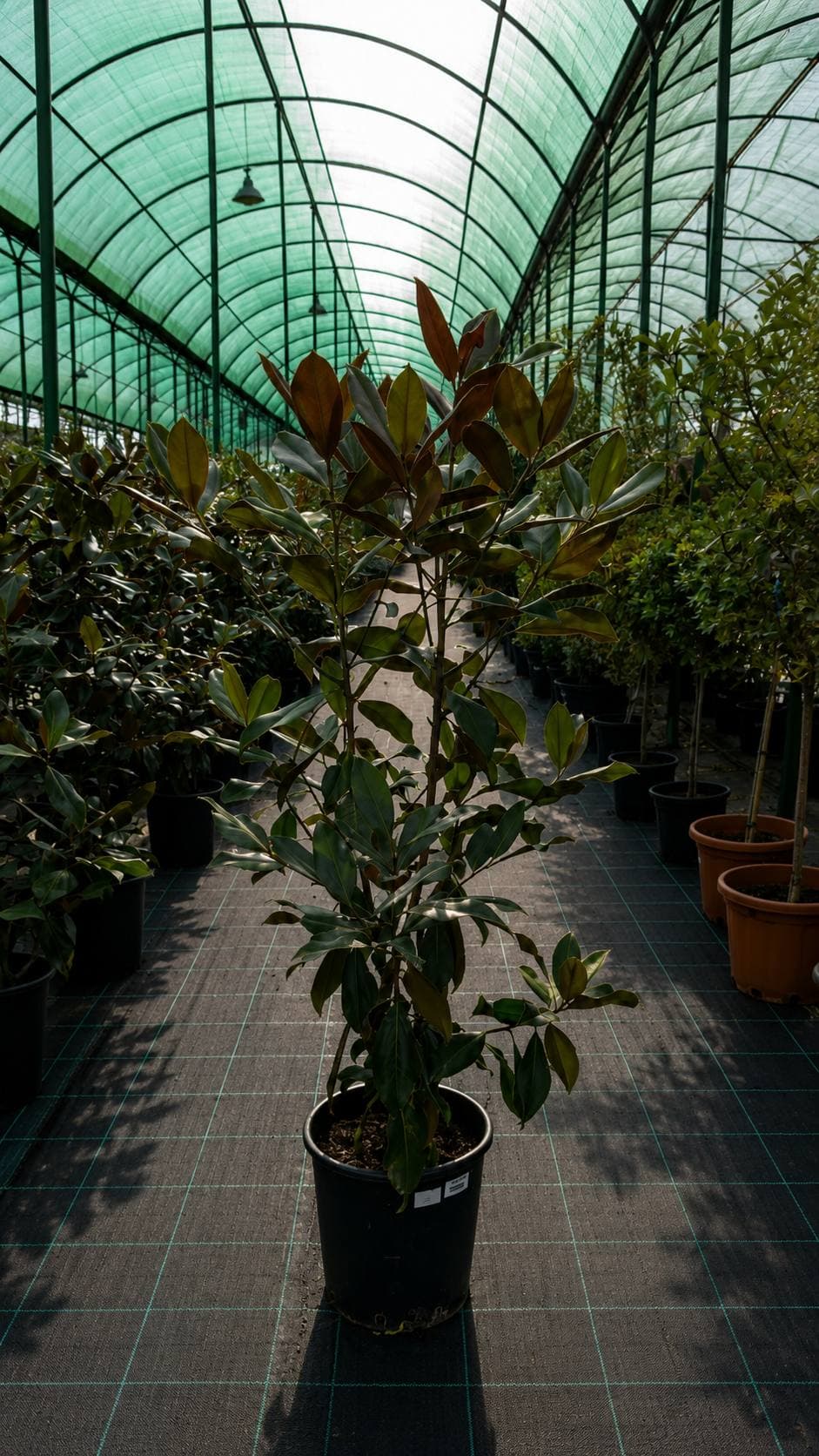Магнолия Гр Мал